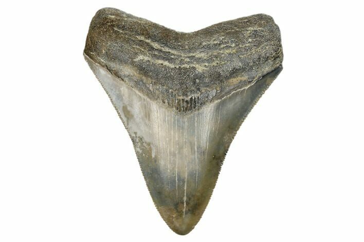 Serrated, Fossil Megalodon Tooth - South Carolina #170400